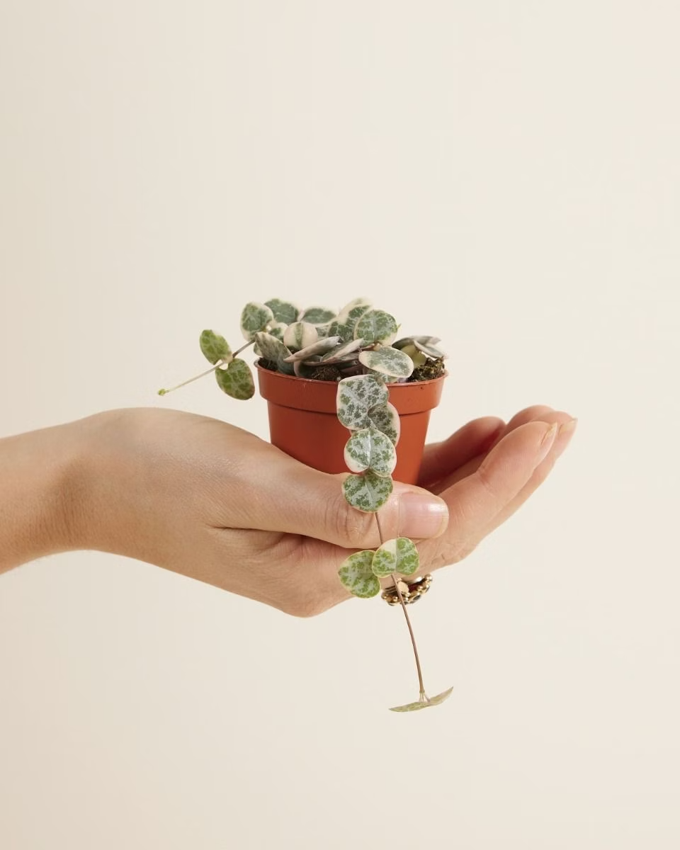 Baby String of Hearts Variegated (Rosary Vine) سلسلة القلوب