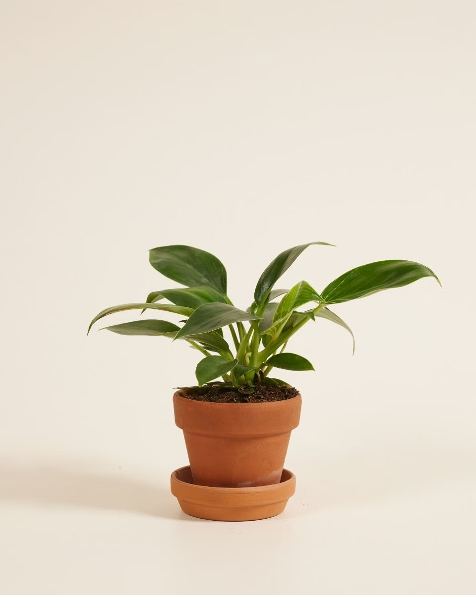 Baby Philodendron Pink Birkin فيلوديندرون