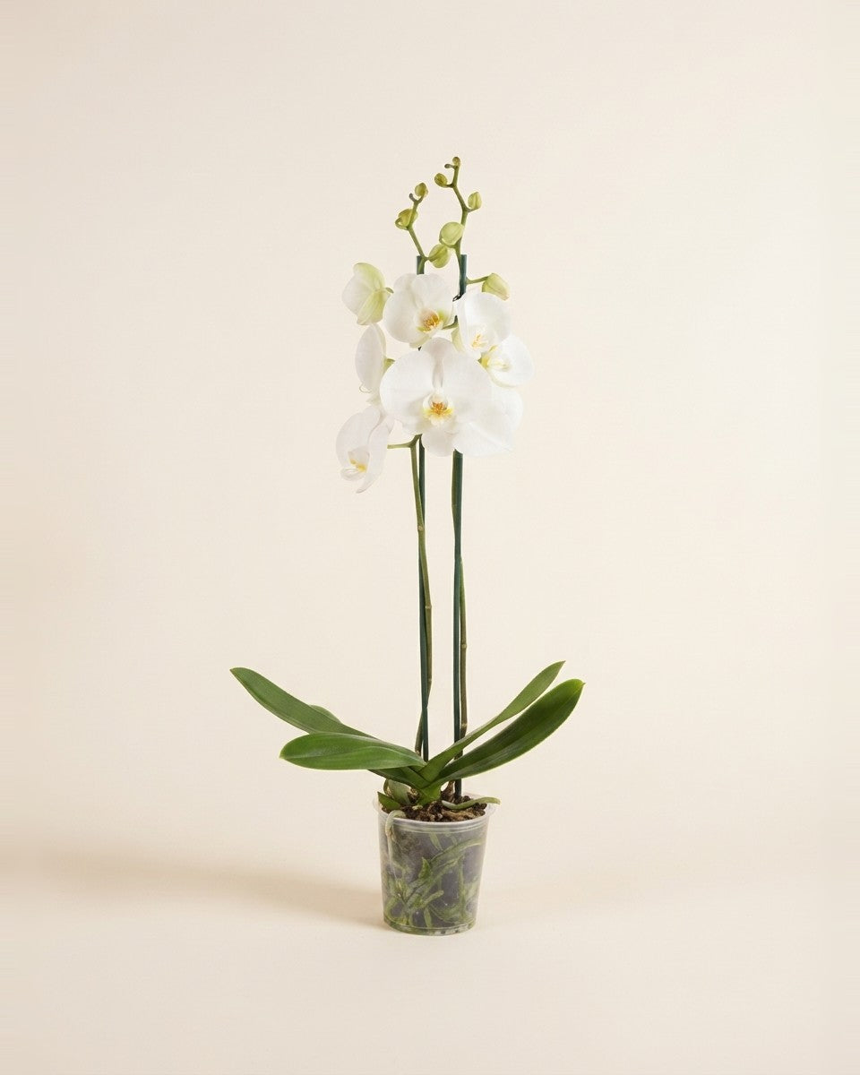 White Phalaenopsis Orchid Plant نبات الأوركيد الأبيض
