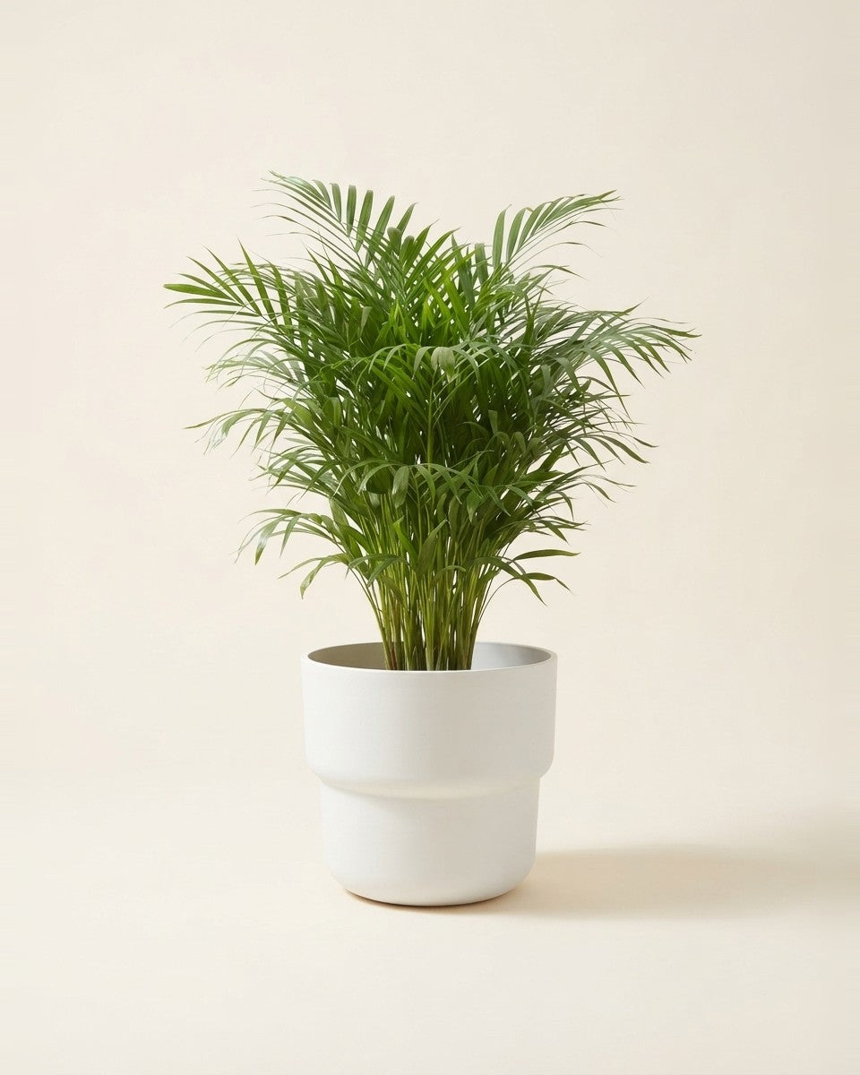White Pot - Planter حوض نباتات