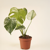 Monstera Mint (White Monster)  مونستيرا منت وايت