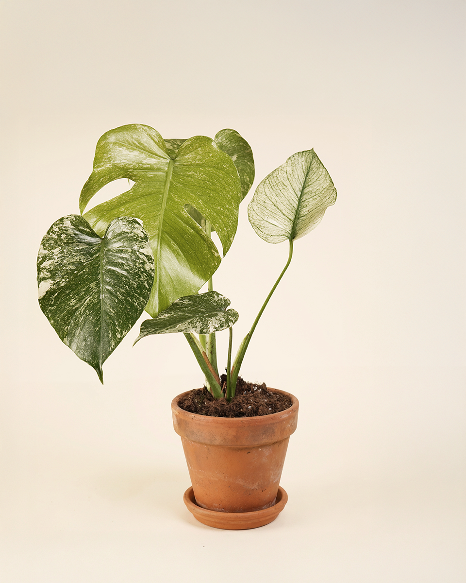 Monstera Mint (White Monster)  مونستيرا منت وايت