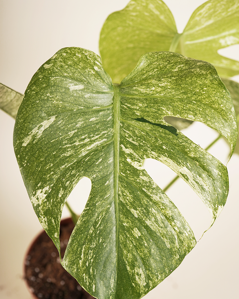 Monstera Mint (White Monster)  مونستيرا منت وايت