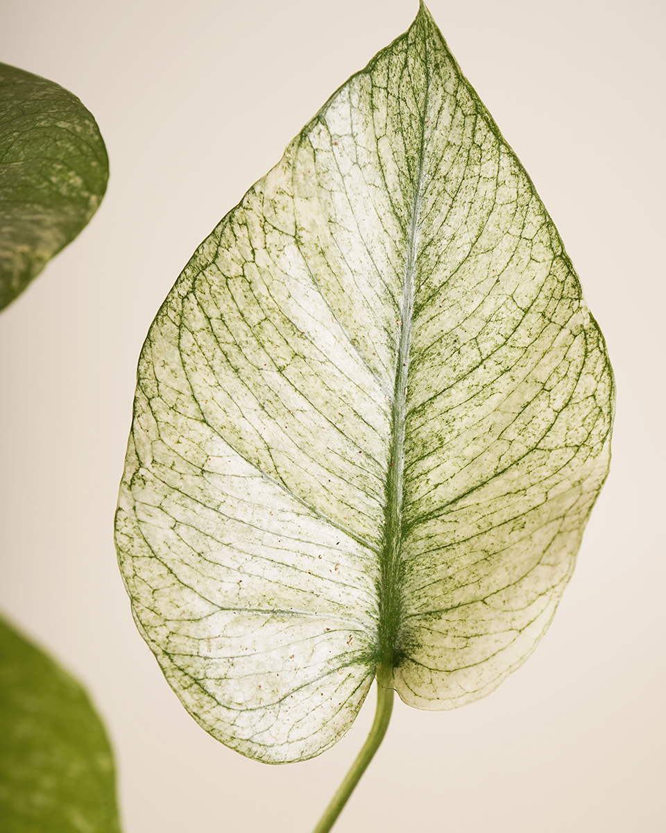 Monstera Mint (White Monster)  مونستيرا منت وايت