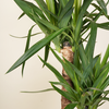Mature Elephantipes Yucca (Three Trunk)
