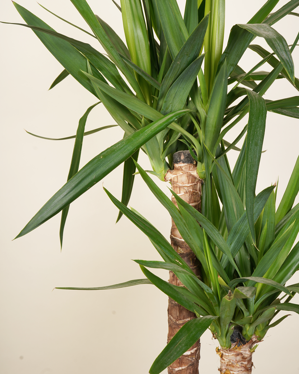 Mature Elephantipes Yucca (Three Trunk)