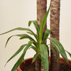 Mature Elephantipes Yucca (Three Trunk)