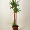 Mature Elephantipes Yucca (Three Trunk)