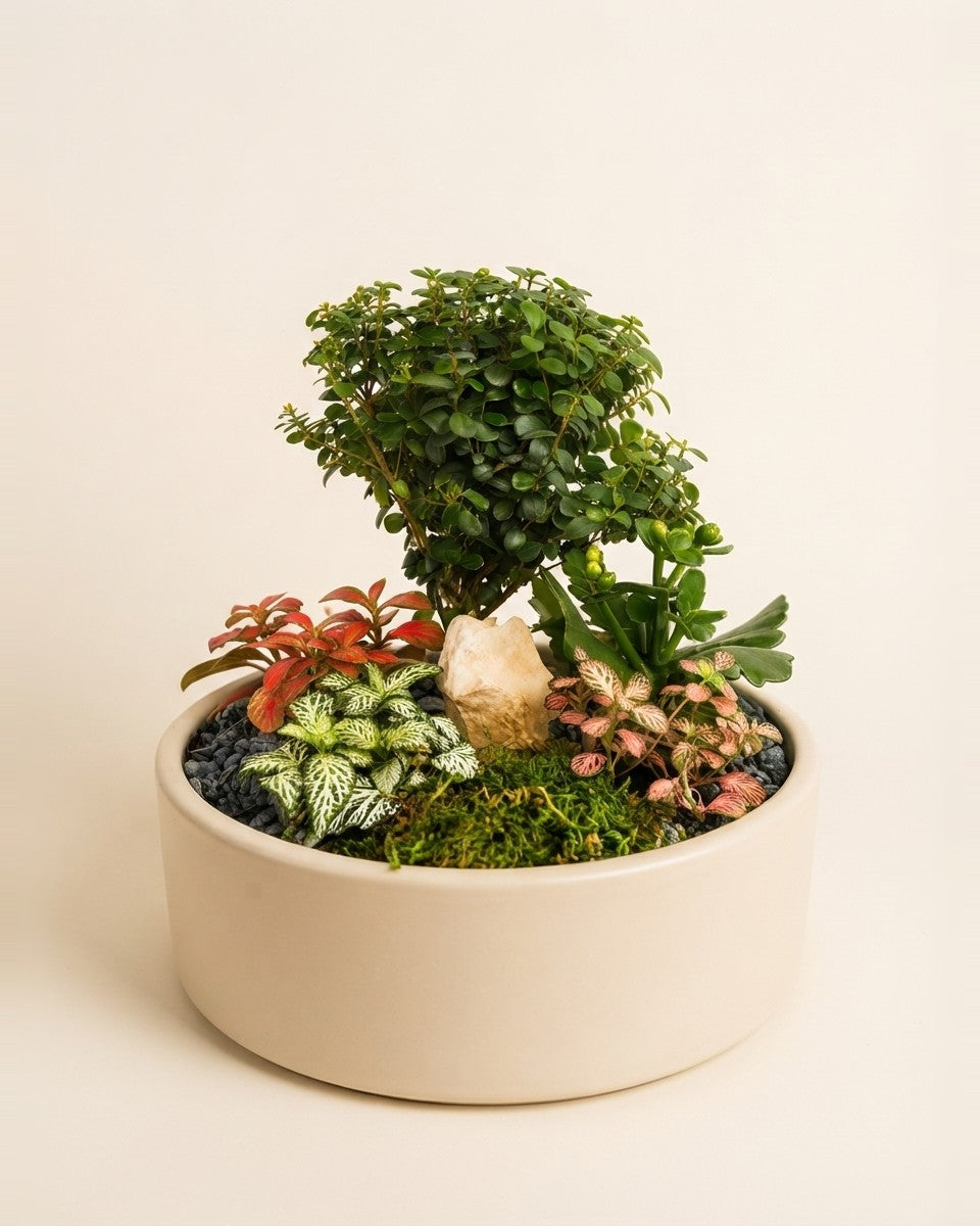 Zen Grove Mini Garden حديقة زِن المصغّرة