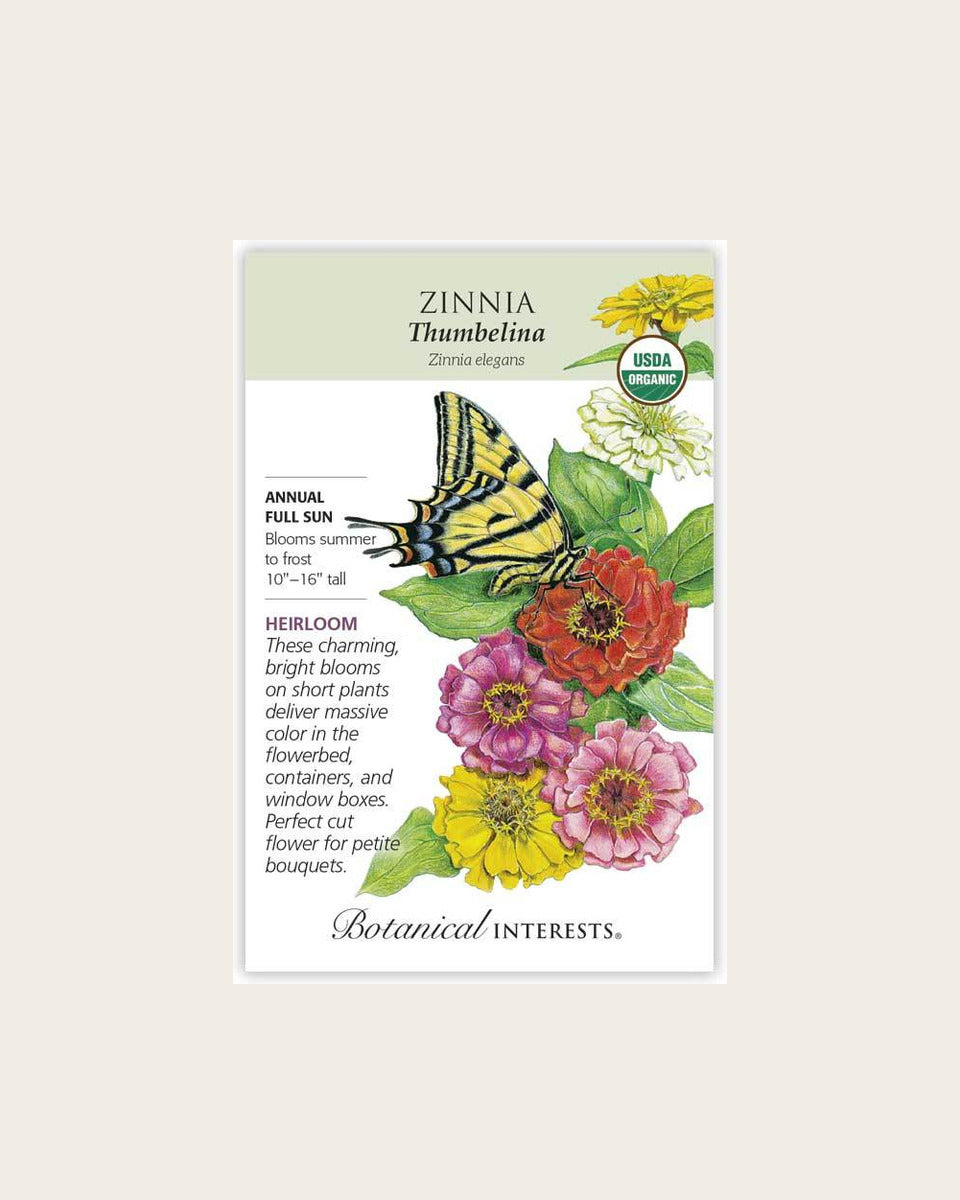 Zinnia, Thumbelina Zinnia Seeds – Organic, Heirloom زينيا