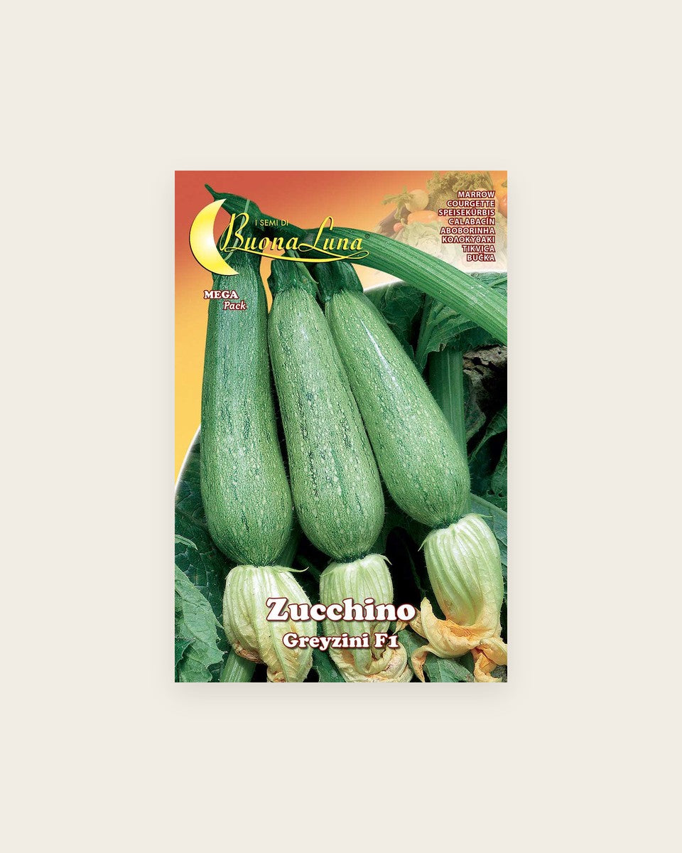Zucchini 'Greyzini F1'