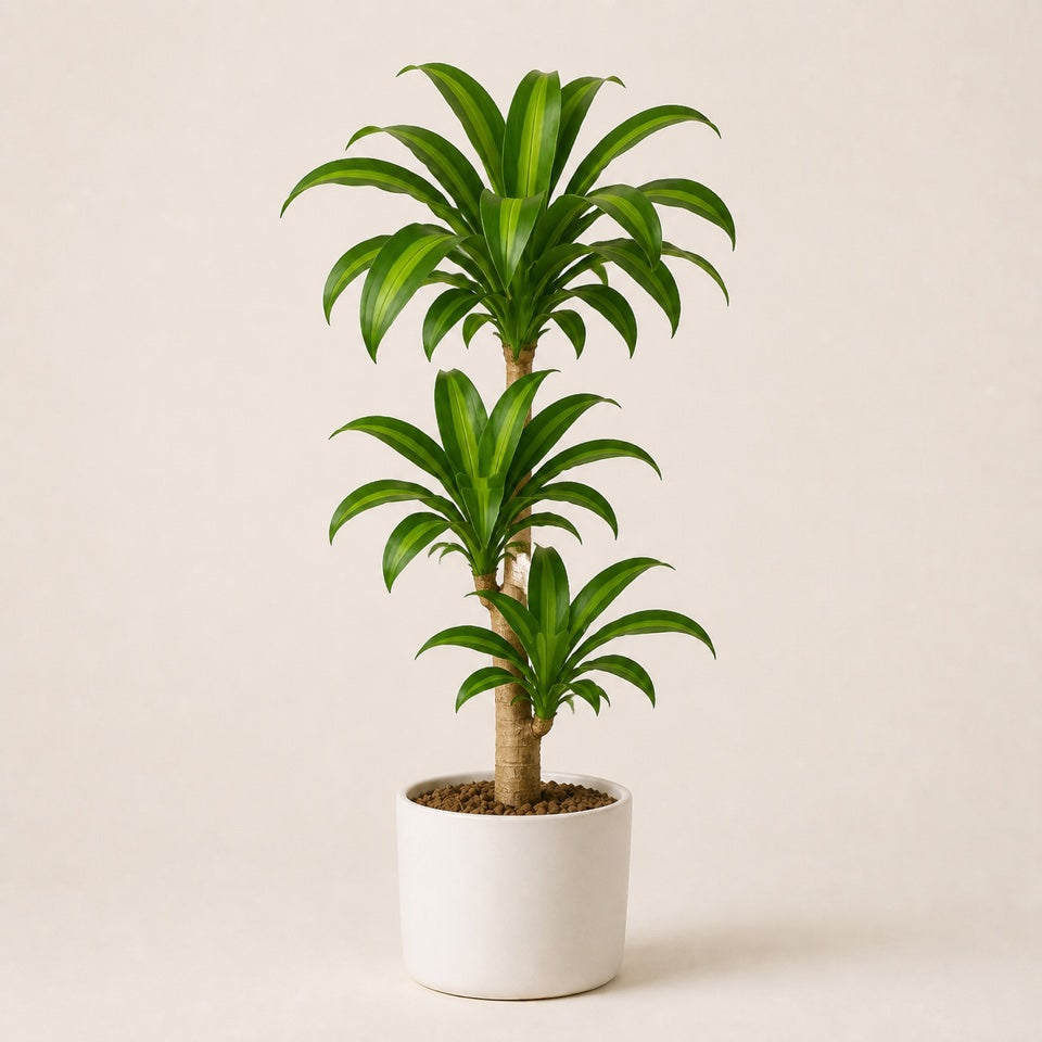 Dracaena Care Guide