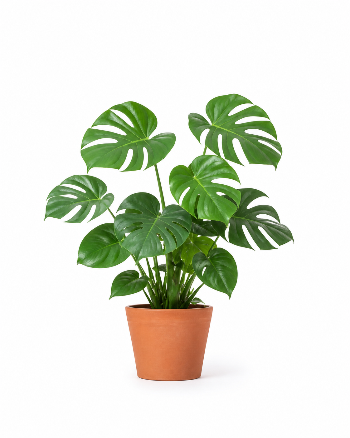 A complete Monstera photographed straight on against a clean white background
