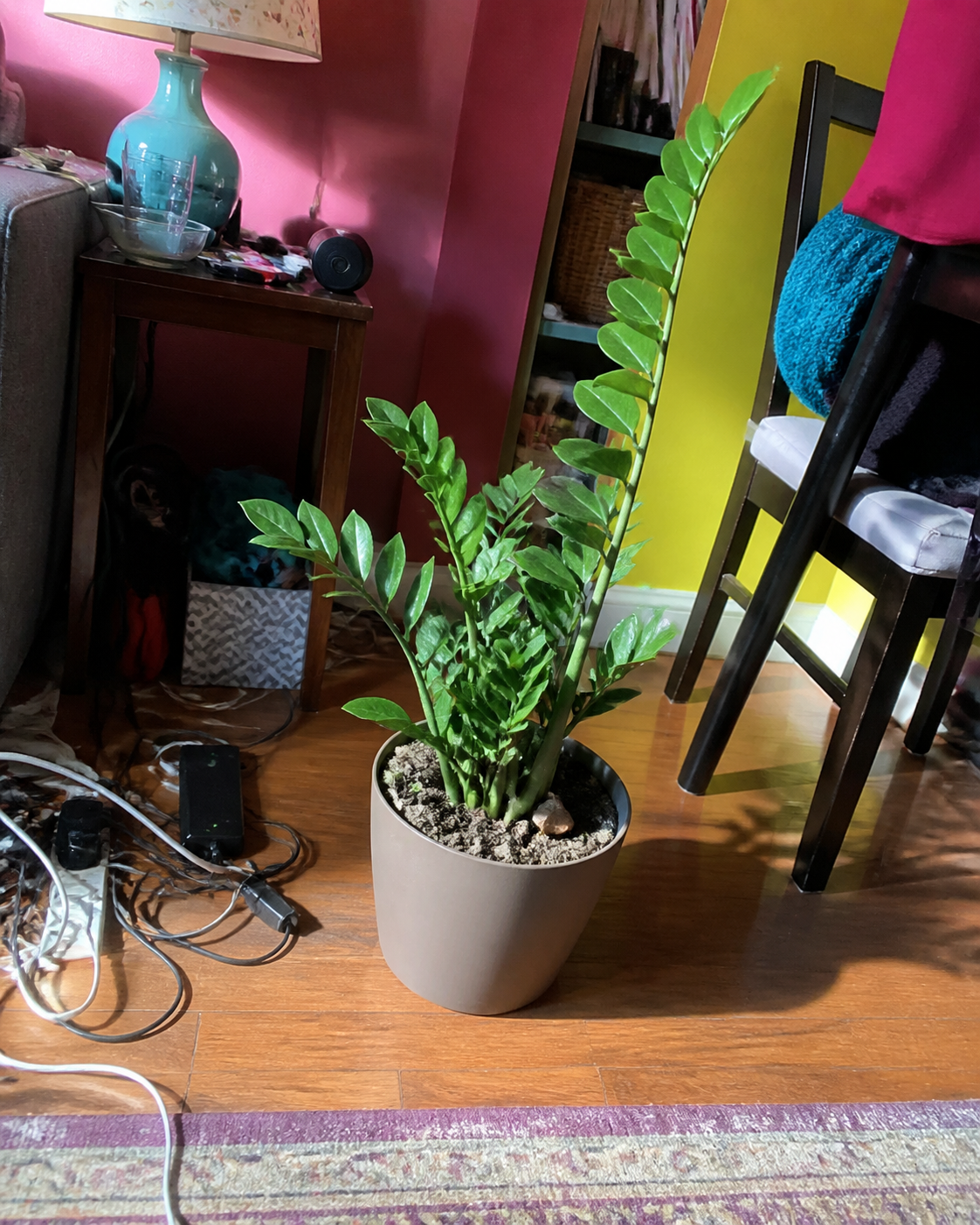 A cluttered plant snapshot with a hard shadow that needs to be retaken
