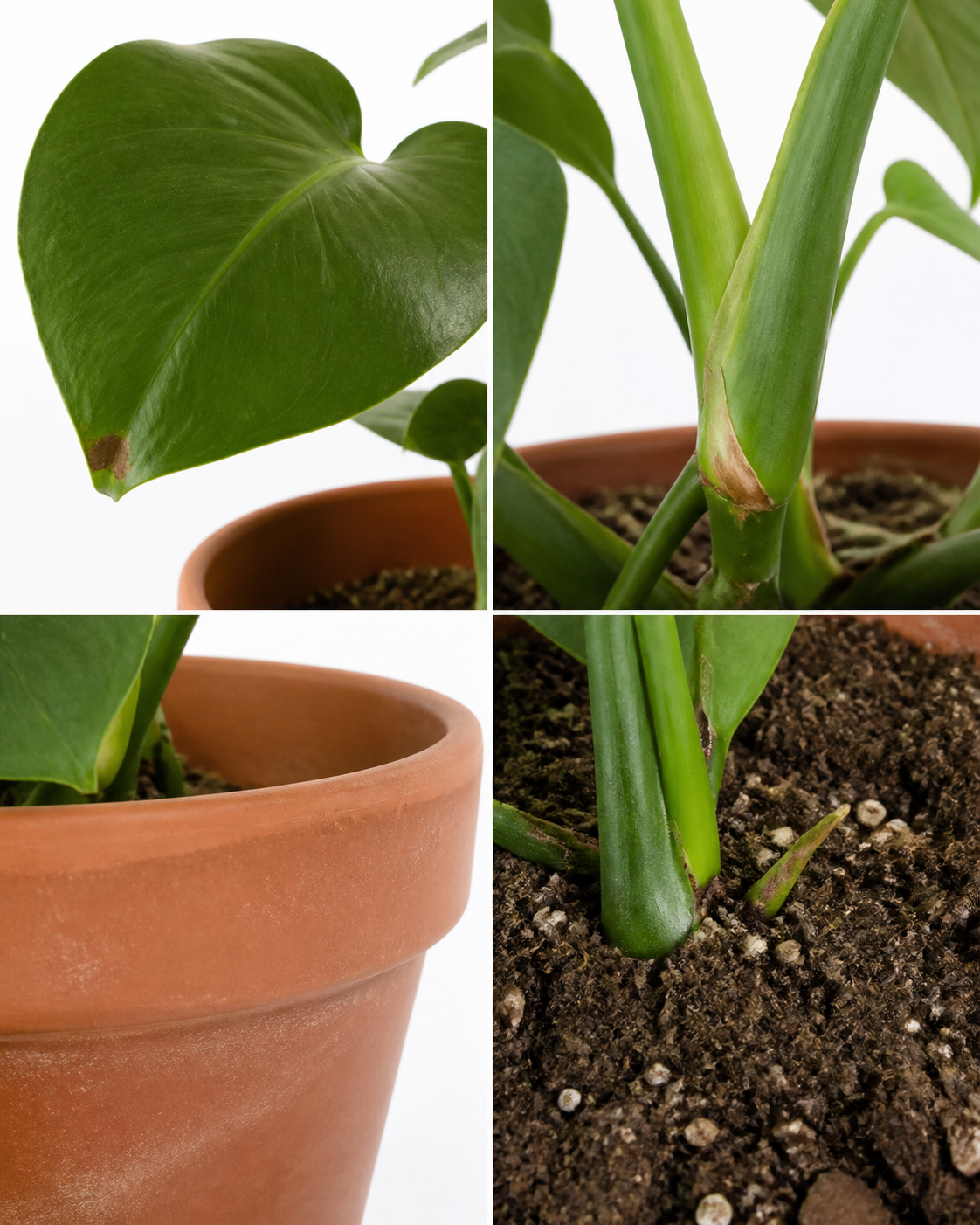 Four clear detail photographs showing the plant leaves stems pot and condition
