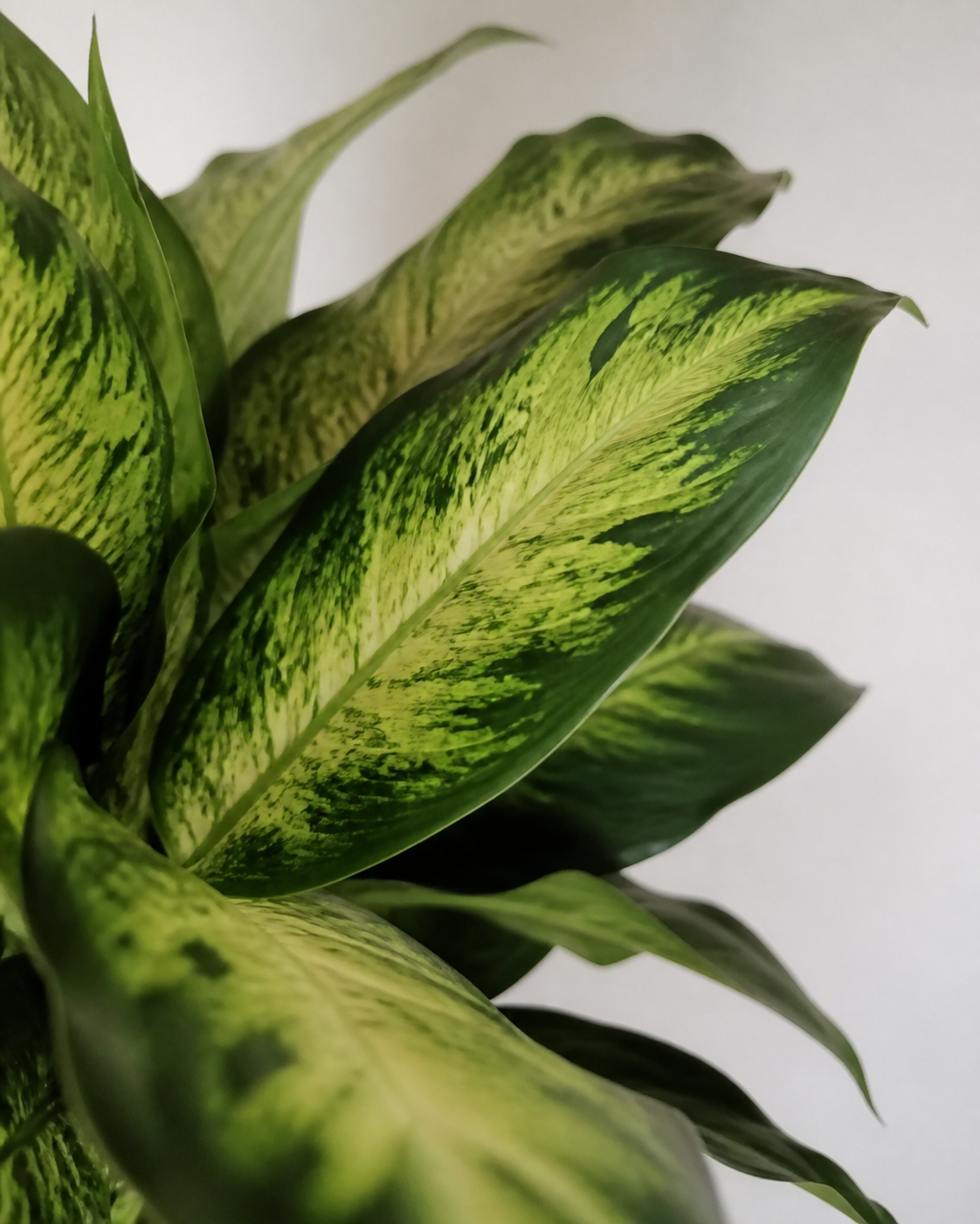 A tightly cropped plant photograph that hides the full condition