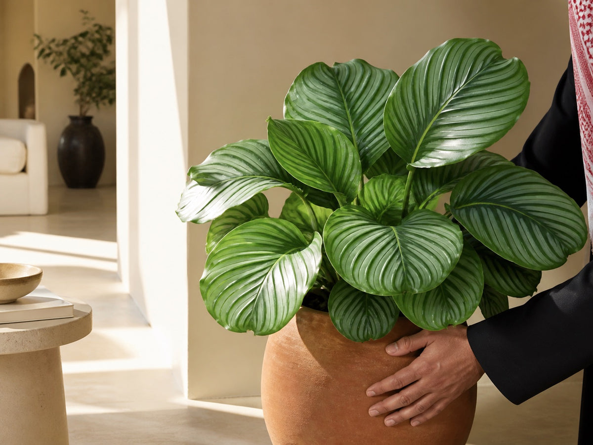 Plant of the Month